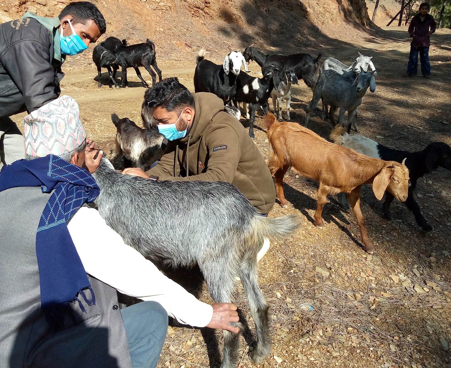 दार्चुलामा ४८ हजार घरपालुवा पशुपन्छीलाई खोप लगाइयो 